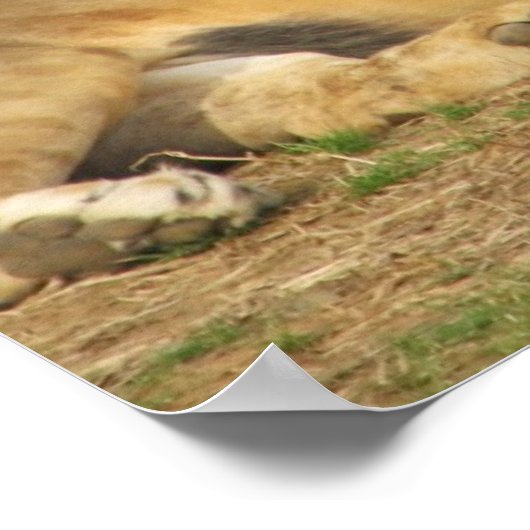 Lionscriptie Poster (Hoek)