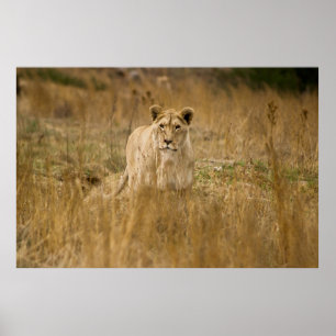 LIONTHEID IN DE GRAS POSTER