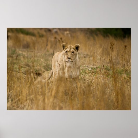 LIONTHEID IN DE GRAS POSTER (Voorkant)