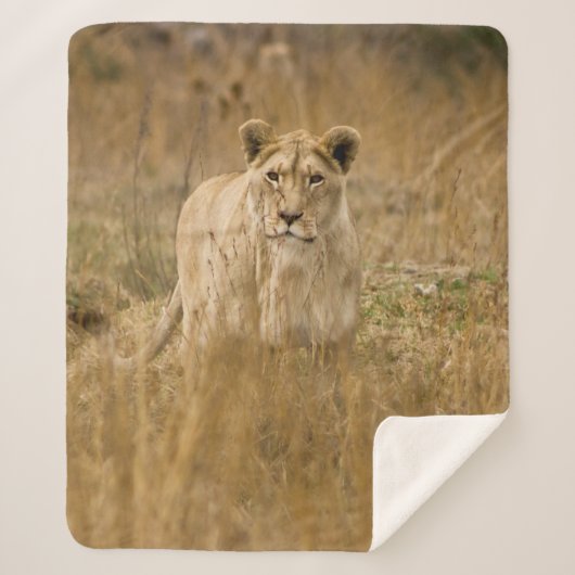 LIONTHEID IN DE GRAS SHERPA DEKEN (Voorkant)