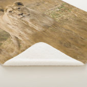 LIONTHEID IN DE GRAS SHERPA DEKEN (3/4)