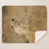 LIONTHEID IN DE GRAS SHERPA DEKEN (Voorkant (horizontaal))