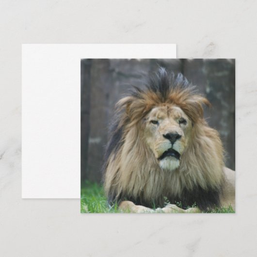 Lionuitvindingen Kaart (Voorkant / Achterkant)