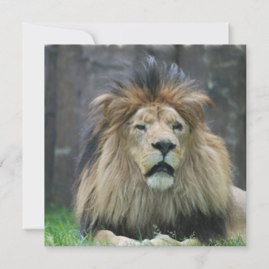 Lionuitvindingen Kaart (Voorkant)