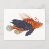 Lionvis - Pterois - Lion Fish Antiek Engraving Briefkaart (Voorkant)