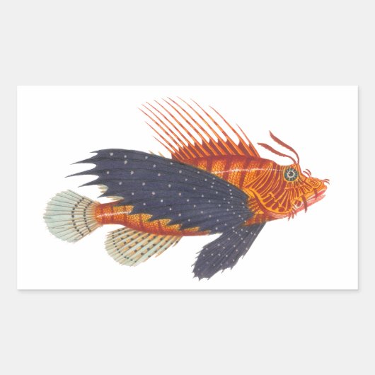 Lionvis - Pterois - Lion Fish Antiek Engraving Rechthoekige Sticker (Voorkant)