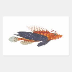Lionvis - Pterois - Lion Fish Antiek Engraving Rechthoekige Sticker