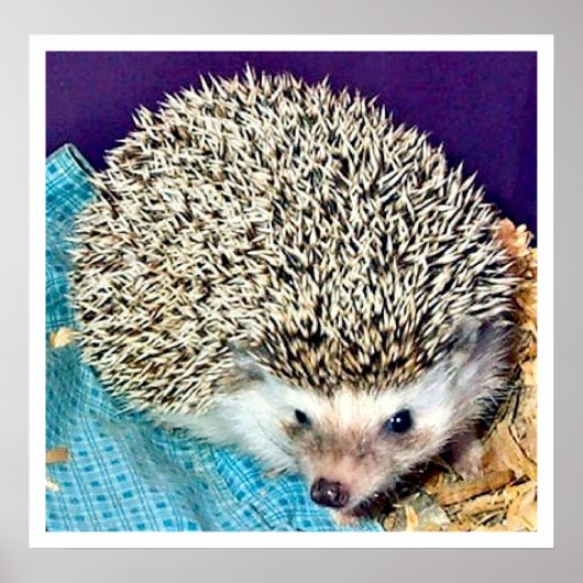 Lioti de egel poster (Voorkant)