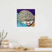 Lioti de egel poster (Keuken)