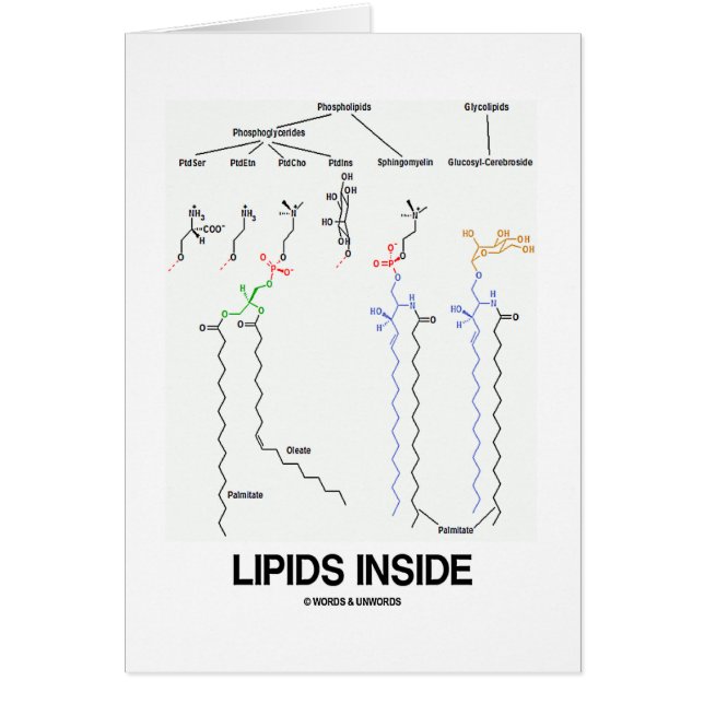 Lipiden binnen (chemische moleculen) (Voorkant)