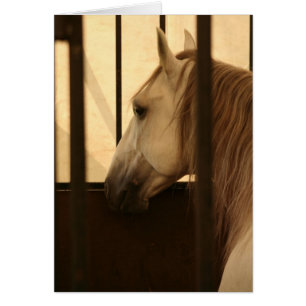 Lipizzan na het Show