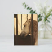 Lipizzan na het Show Briefkaart (Staand voorkant)