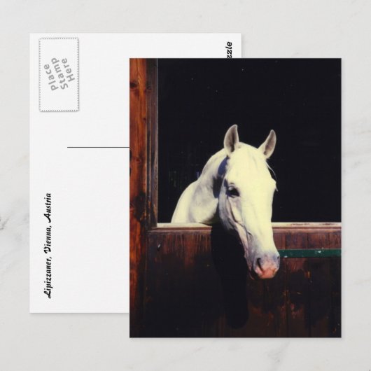 Lipizzaner Horse Briefkaart (Voorkant / Achterkant)