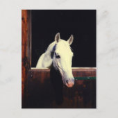 Lipizzaner Horse Briefkaart (Voorkant)