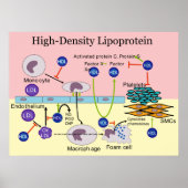 Lipoproteïne HDL Diagram met hoge dichtheid Poster (Voorkant)
