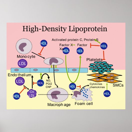 Lipoproteïne HDL Diagram met hoge dichtheid Poster (Voorkant)