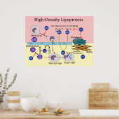 Lipoproteïne HDL Diagram met hoge dichtheid Poster (Keuken)