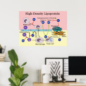 Lipoproteïne HDL Diagram met hoge dichtheid Poster (Thuiskantoor)