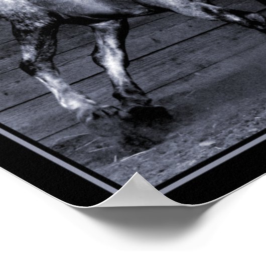 Lippizan Poster (Hoek)