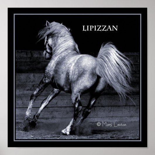 Lippizan Poster (Voorkant)