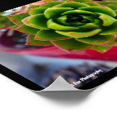 Lipstick Echeveria Vetplant Poster (Hoek)