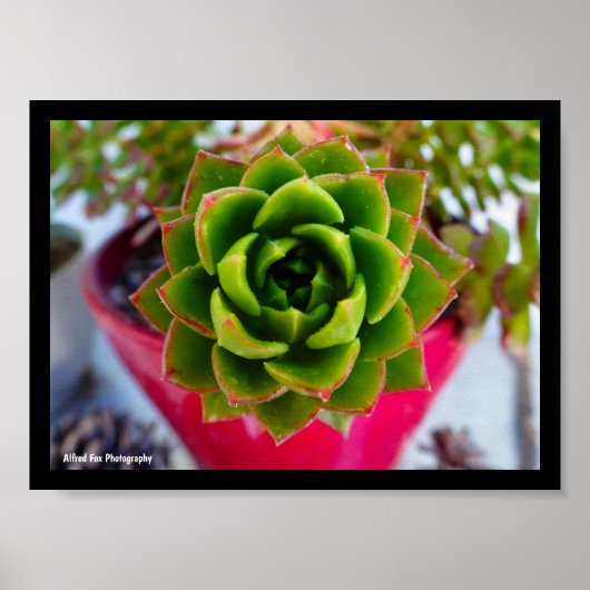 Lipstick Echeveria Vetplant Poster (Voorkant)