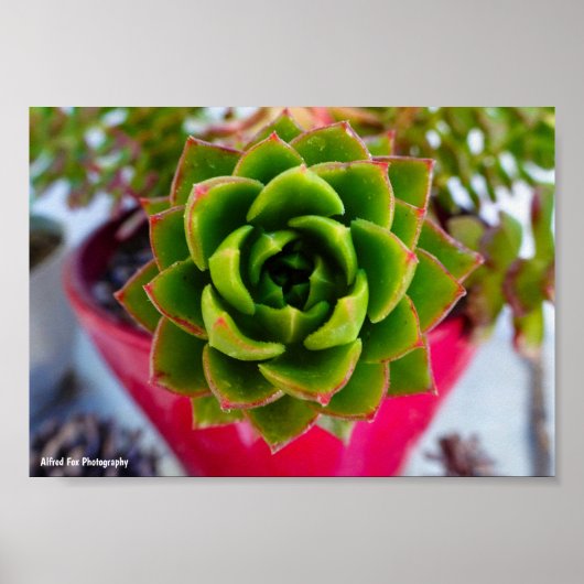 Lipstick Echeveria Vetplant Poster (Voorkant)