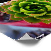 Lipstick Echeveria Vetplant Poster (Hoek)