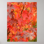 Liquidambar Leaves Poster (Voorkant)