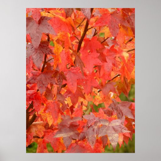 Liquidambar Leaves Poster (Voorkant)