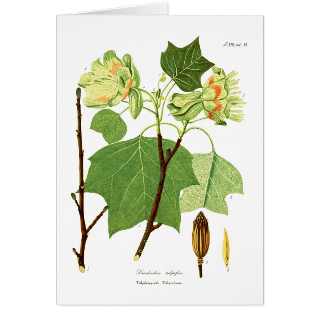 Liriodendron tulipifera (Voorkant)