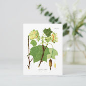 Liriodendron tulipifera briefkaart (Staand voorkant)