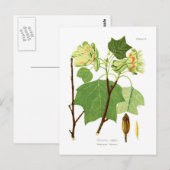 Liriodendron tulipifera briefkaart (Voorkant / Achterkant)