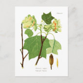 Liriodendron tulipifera briefkaart (Voorkant)
