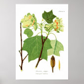 Liriodendron tulipifera poster (Voorkant)