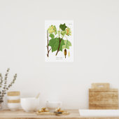 Liriodendron tulipifera poster (Keuken)