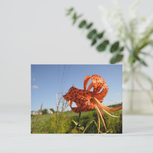 Lis tigré briefkaart (Staand voorkant)