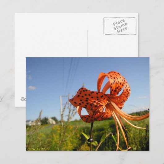 Lis tigré briefkaart (Voorkant / Achterkant)