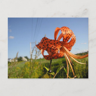 Lis tigré briefkaart