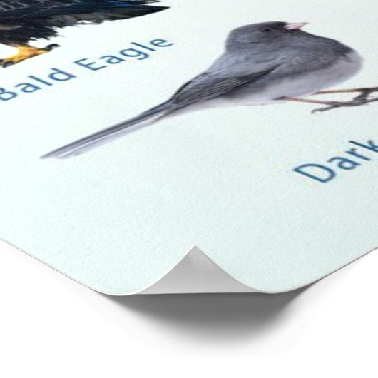 list of USA Winter birds  Poster (Hoek)