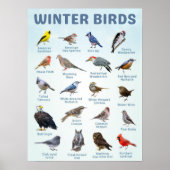 list of USA Winter birds  Poster (Voorkant)