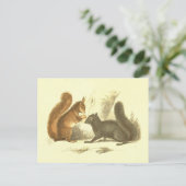 lithograaf voor gewone en zwarte eekhoorn briefkaart (Staand voorkant)