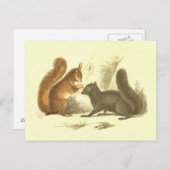lithograaf voor gewone en zwarte eekhoorn briefkaart (Voorkant / Achterkant)