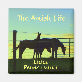 Lititz. Amish Horses op Sunset. Magneet