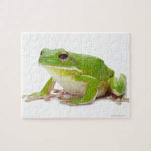 Litora Infrafrenata, Kikker Legpuzzel