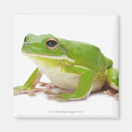 Litora Infrafrenata, Kikker Magneet (Voorkant)