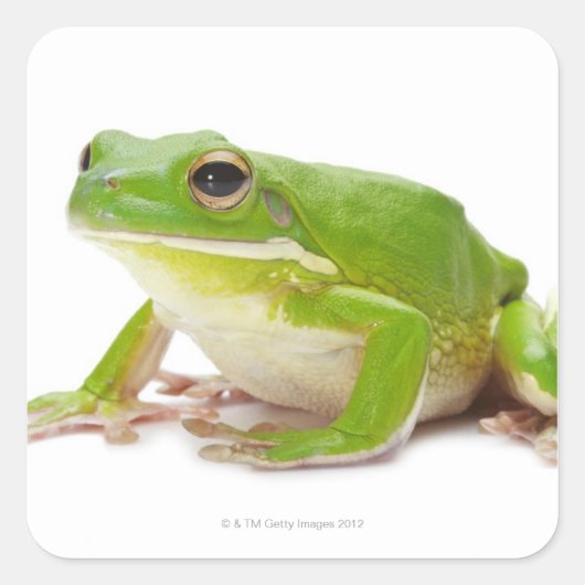 Litora Infrafrenata, Kikker Vierkante Sticker (Voorkant)