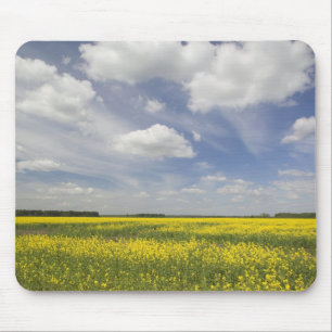 Litouwen, Centraal-Litouwen, Joniskis, veld van Muismat