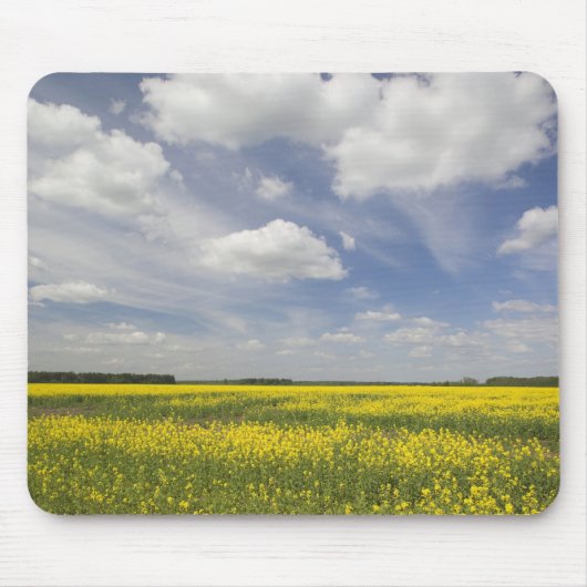 Litouwen, Centraal-Litouwen, Joniskis, veld van Muismat (Voorkant)