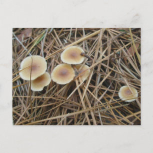 Little 2-Color Mushrooms OBX Briefkaart
